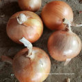Good Quality of Chinese Fresh Yellow Onion (5-7cm)